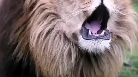 leopard sound lion real voice