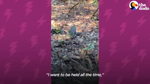 Tiny Kitten Befriends The Wild Deer Who Visit Her Yard | The Dodo Little But Fierce