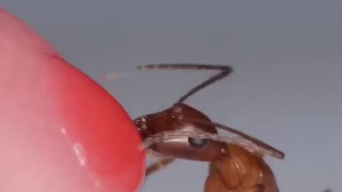 Ant_Drinking_Red_Nectar_From_Finger | trending | viral |