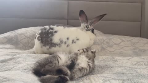 Kitten wants to be friends with the Rabbit