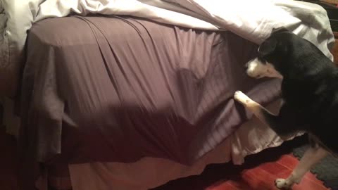 Dog Stuck in Sheets Comes out Butt First