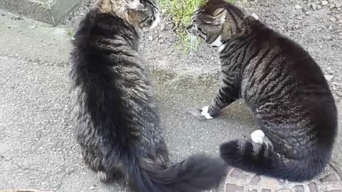 Viral cat make a noise and talking cat