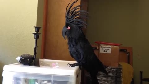 Black Palm Cockatoo Loves the B-52's