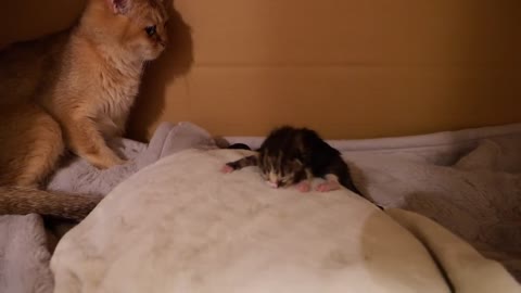 kittens were born safely