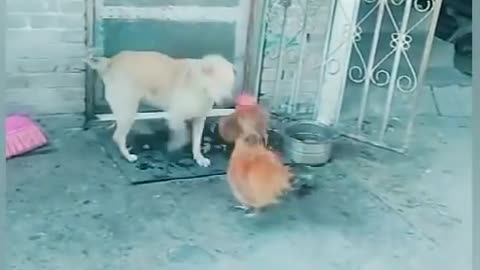 Fighting dog and cock crows is funny video