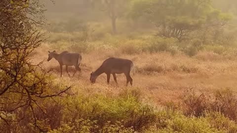 Beautiful wildlife animals and relax music