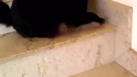 Funny Cats Compilation