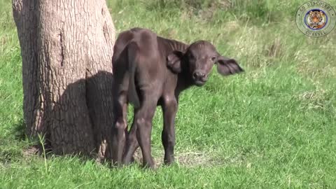 Lion Kills Baby Buffalo