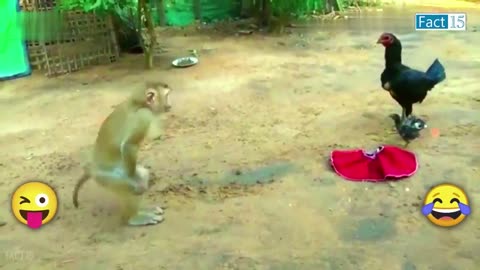 Funny Animals Video 2022