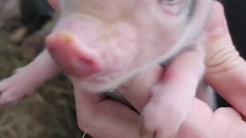 cute piglet