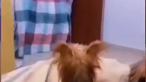 Funny animal video