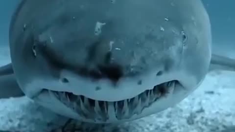 Shark