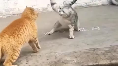 Cat fight🫣 tow cute cat fight😵