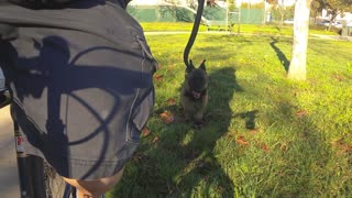 Rocky Running On Grass