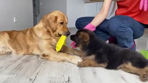 What Cleaning The House with Two Dogs Looks Like...