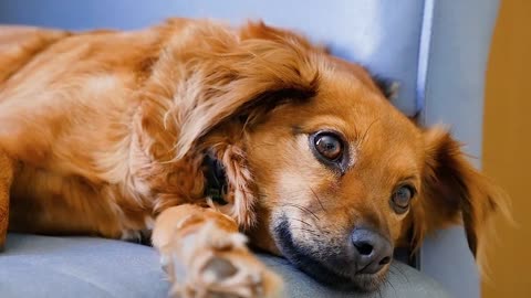 A cute dog sitting on the sofa thinking about something