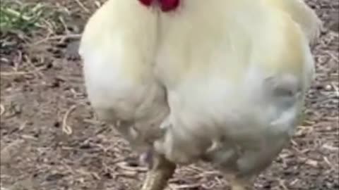 Woman saves broiler chicken from ending up at dinner table