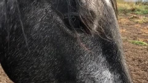 REAL CDN COWBOY- Rescued Horse