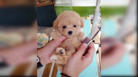 Baby Dogs - Cute and Funny Dog Videos Compilation