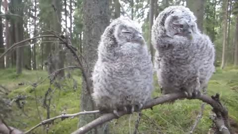 Funny & Cute Owls