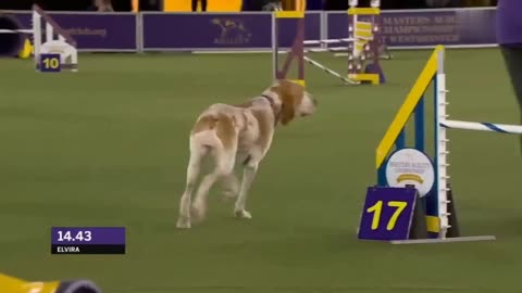 Best of 2022 Masters Agility Championships from Westminster Kennel Club