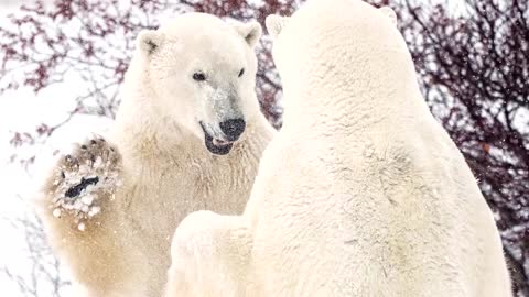 Polar bears scavenge on garbage to cope with climate change