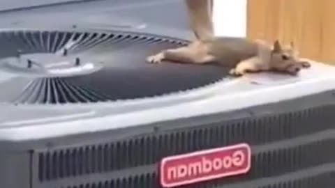 Naughty Squirrel #shorts #viral #shortsvideo #video