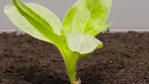 Life cycle of flower