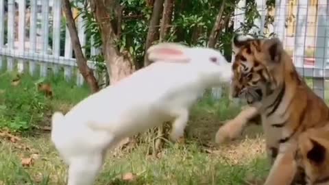 Rabbit playing with a little tiger.