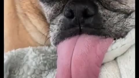 Owner Pulls Out Pet Dog's Tongue And Taps On It While They Sleep