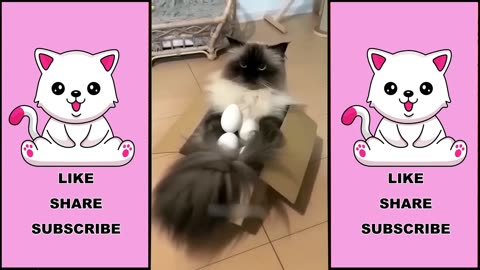 Funny Cat Fails Compilation 😂