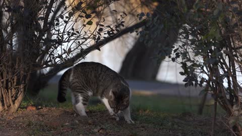 KITTEN IN THE PARK