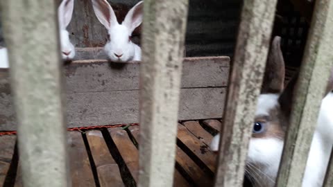 Beautiful Rabbits Eating food