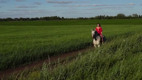 Young beautiful woman rider riding a white horse on the field