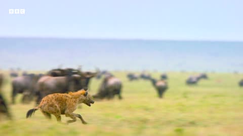 Newborn Wildebeest Immediately Hunted by Predators A Perfect Planet 4K UHD