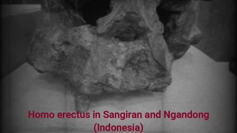 Unique fact (Fakta Unik) The oldest early human fossils in the world #Short #Rells @faktaanaya