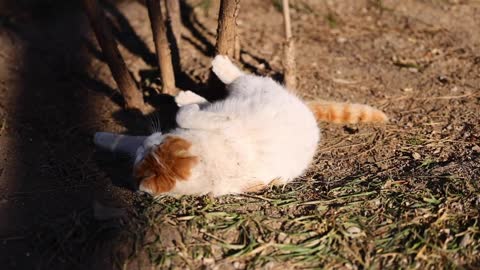 A flowery cat was rolling on the grass