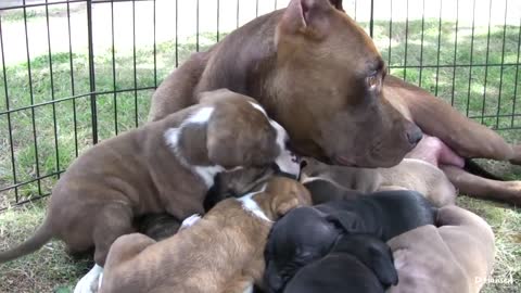 Pit Bull Growls and Snaps at Her Puppies! (in HD)