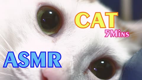 Asmr- Cat Purring