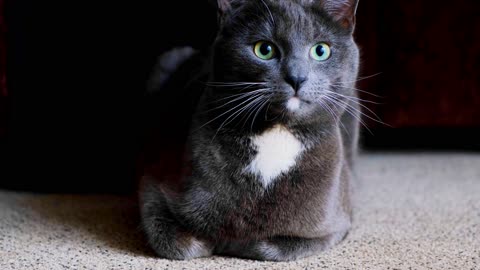 Gray cat. Colorful eyes