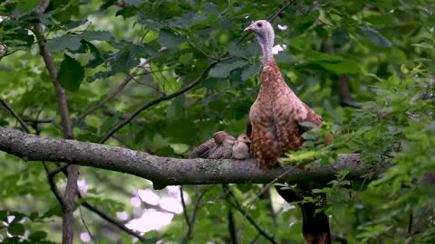 Turkey hen and poults roosting