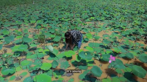 Harvest Lotus root and pick fruit for cooking