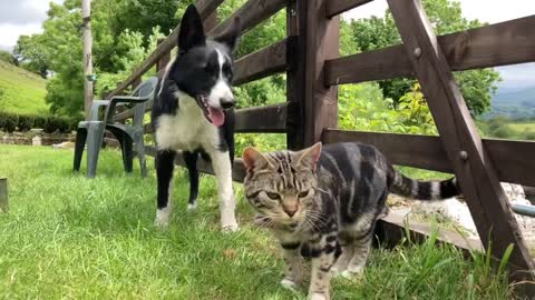 Dog Slaps Cat For No Reason