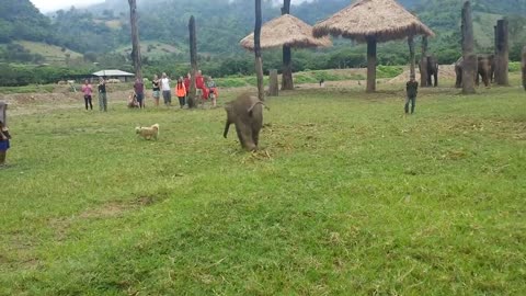 CUTE BABY ELEPHANT CHASING DOG