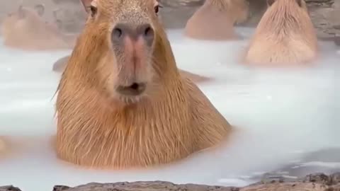 Capivara no banho