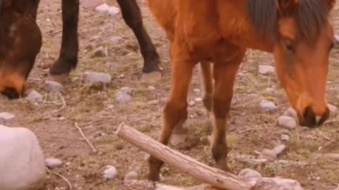 animals horse #animals #shortvideo #shorts ❤️❤️❤️❤️ 🐎 🐎🐎🐎🐎