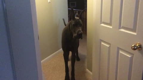 Maverick the Great Dane's a HUGE Chicken!