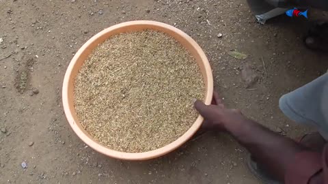 Amazing BORN "MURGI" Hatching Eggs in chaff to Chicks Born - Crazy Hen Harvesting Eggs to chiicks-1