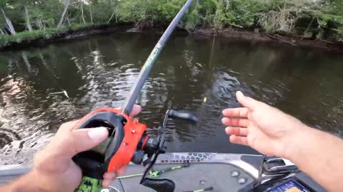 Big perch frog fishing in hidden streams