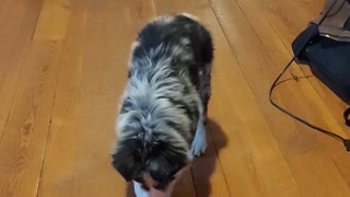 Aussie puppy chases laser